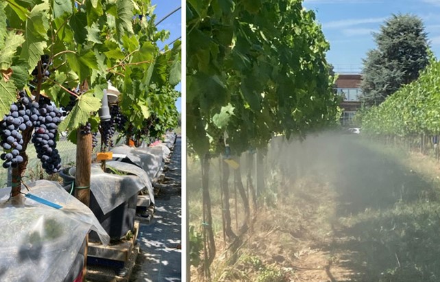 Système irrigation vignoble